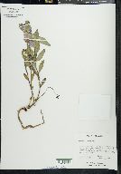 Chamerion latifolium image