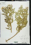 Chamerion latifolium image