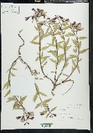 Chamerion latifolium image