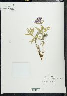 Chamerion latifolium image