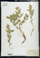 Chamerion latifolium image