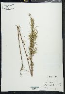 Epilobium leptophyllum image