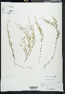 Epilobium leptophyllum image