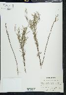 Epilobium leptophyllum image