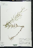 Epilobium leptophyllum image