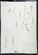 Epilobium minutum image