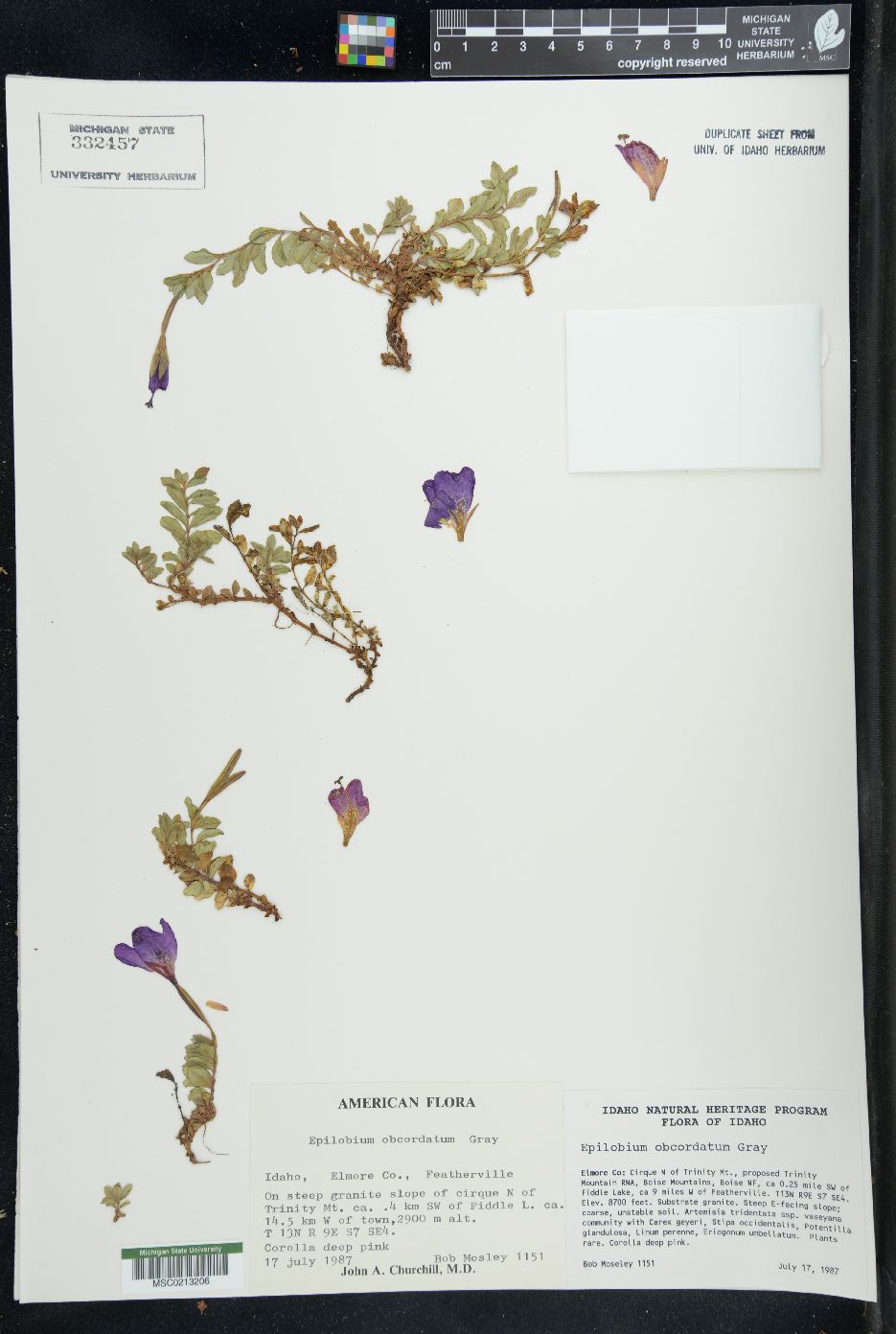 Epilobium obcordatum image