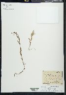 Epilobium palustre image