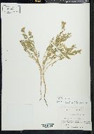 Epilobium suffruticosum image
