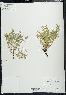 Epilobium suffruticosum image