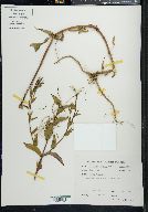 Epilobium ciliatum subsp. watsonii image