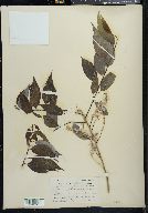 Salix amygdaloides image