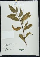 Salix alaxensis image