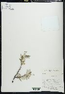 Salix alaxensis image