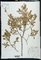 Salix athabascensis image