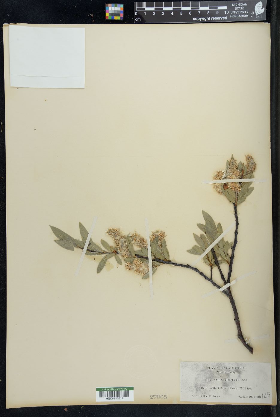 Salix austinae image