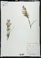 Salix arbusculoides image