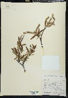 Salix arbusculoides image