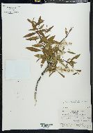 Salix arbusculoides image