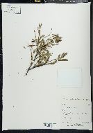 Salix arbusculoides image