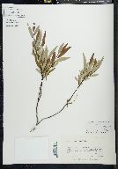 Salix arbusculoides image