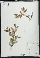 Salix arbusculoides image