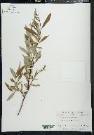 Salix arbusculoides image