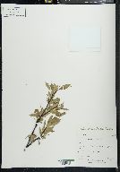 Salix arbusculoides image