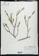 Salix arbusculoides image