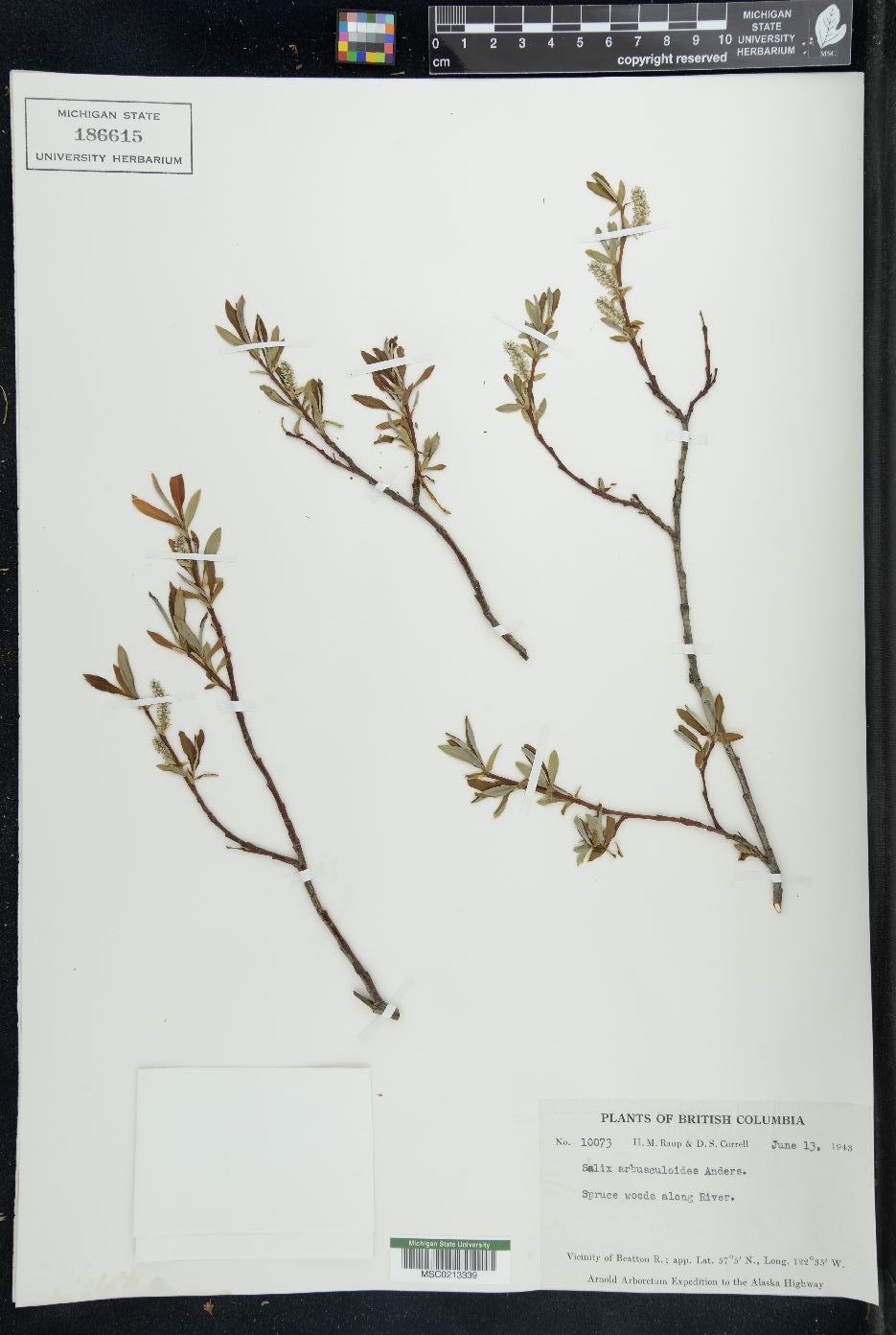 Salix arbusculoides image