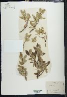 Salix arctica image