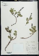 Salix arctica image