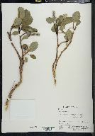 Salix arctica image