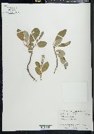 Salix arctica image