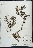 Salix arbutifolia image