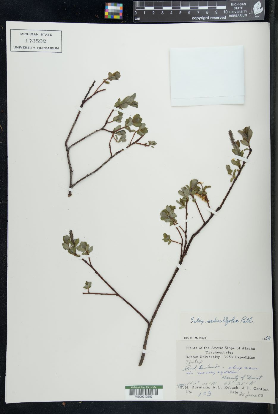 Salix arbutifolia image