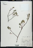 Salix arbutifolia image