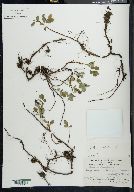 Salix arbutifolia image