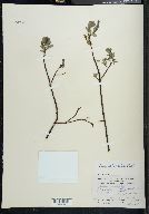 Salix arbutifolia image