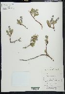 Salix arctica image