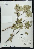 Salix arctica image