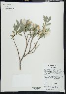 Salix boothii image