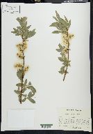 Salix boothii image