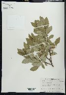 Salix barclayi image
