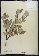 Salix barclayi image