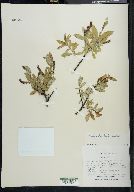 Salix barclayi image