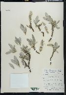 Salix barrattiana image