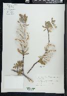 Salix brachycarpa image