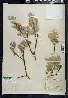 Salix californica image