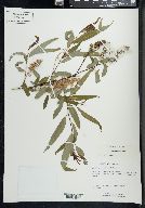 Salix caroliniana image